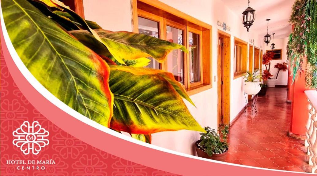 Hotel De Mariacentro San Cristóbal de Las Casas Eksteriør bilde